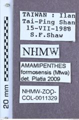 Etikett zu Amamipenthes formosensis (Kishii, 1991)